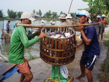 Thuế tăng sốc gần 10 lần, cá tra Việt hết đường sang Mỹ